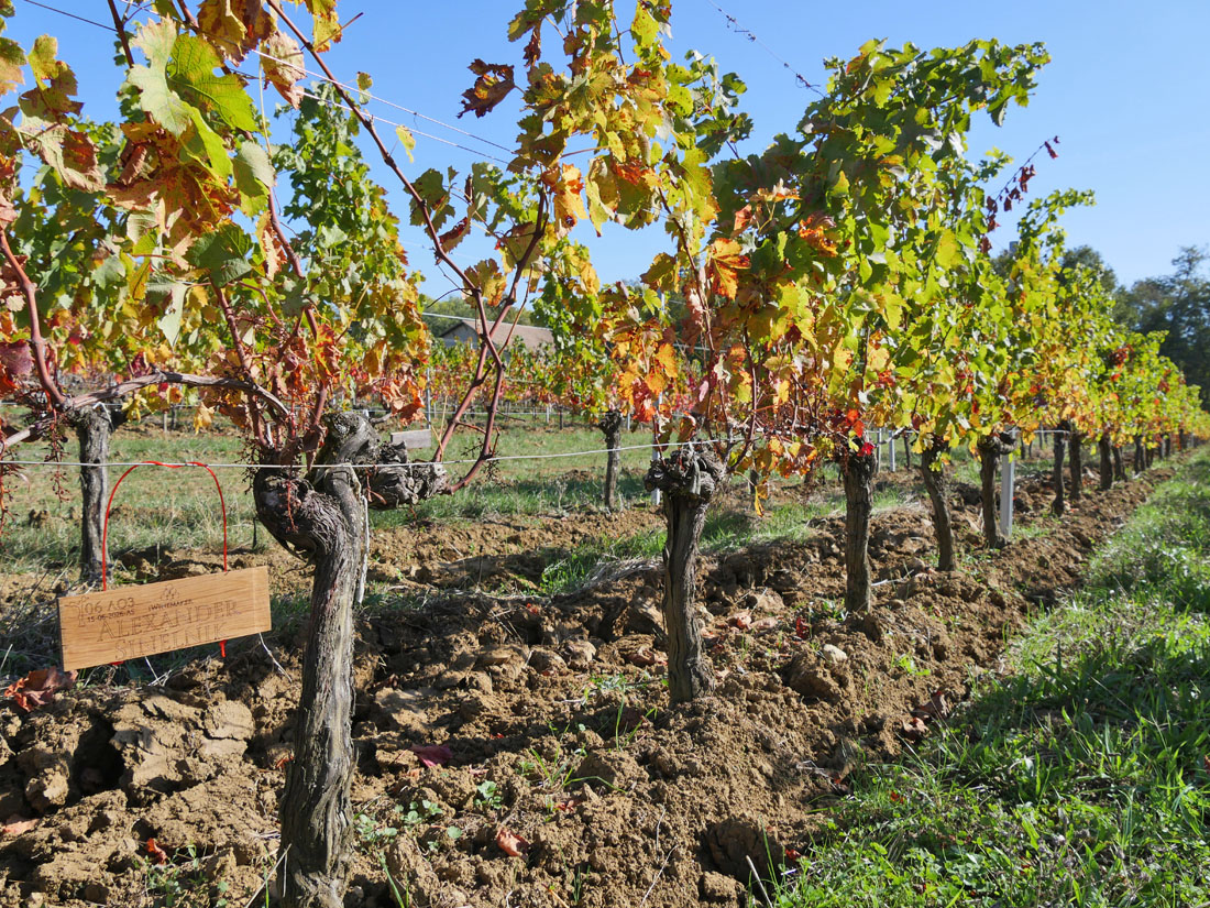 Виноградник на урожай